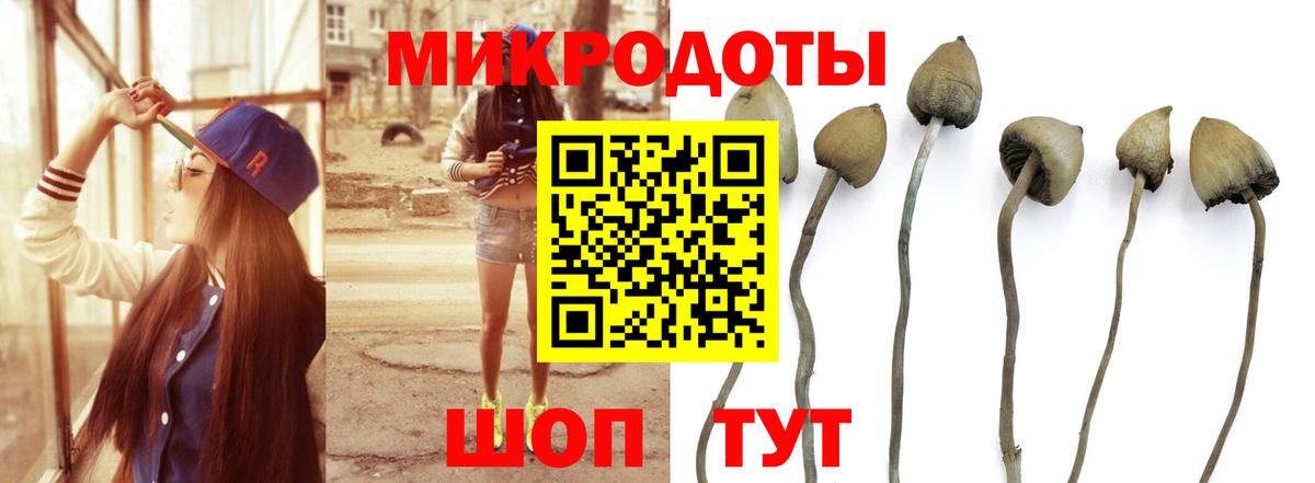 Псилоцибиновые грибы Psilocybine cubensis Сергиев Посад